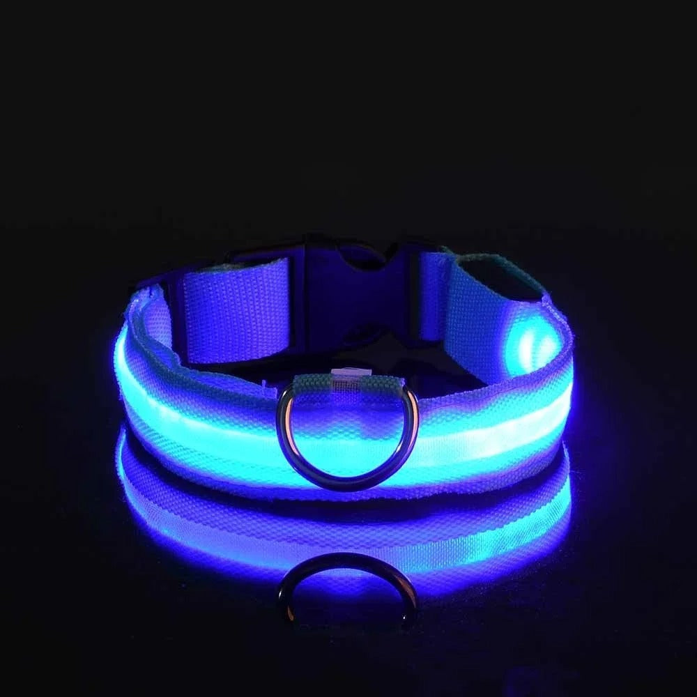 Collare e guinzaglio luminosi per cane