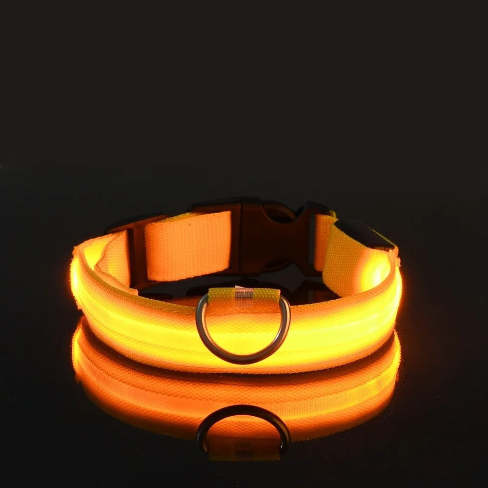 Collare e guinzaglio luminosi per cane