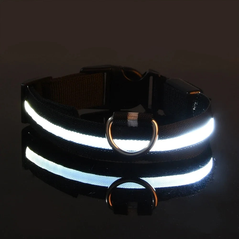 Collare e guinzaglio luminosi per cane