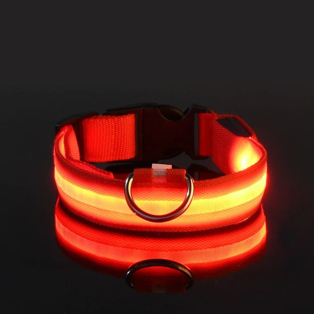 Collare e guinzaglio luminosi per cane