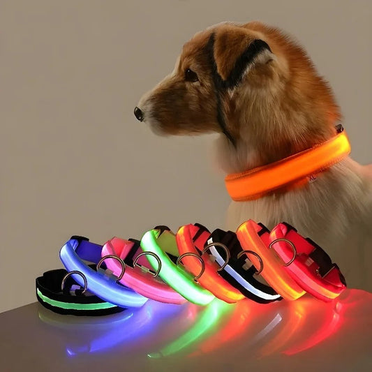 Collier et laisse lumineux pour chien - Santeova