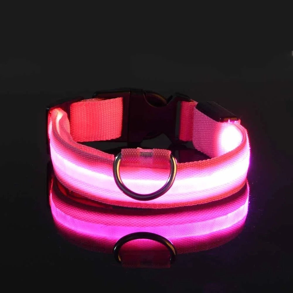 Collare e guinzaglio luminosi per cane