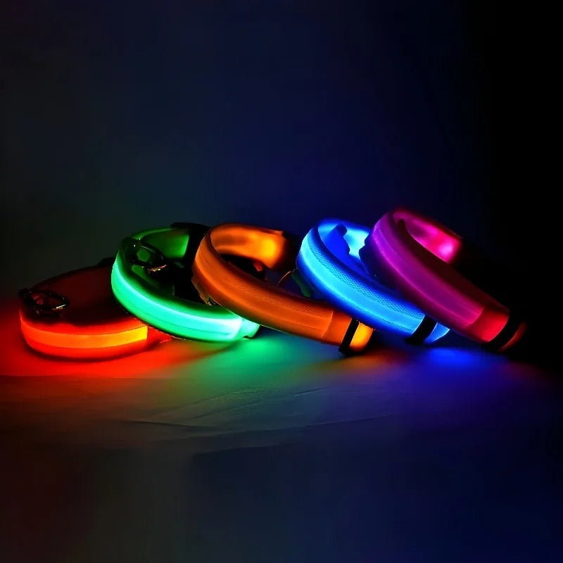 Laisse et collier lumineux rechargeable pour chien