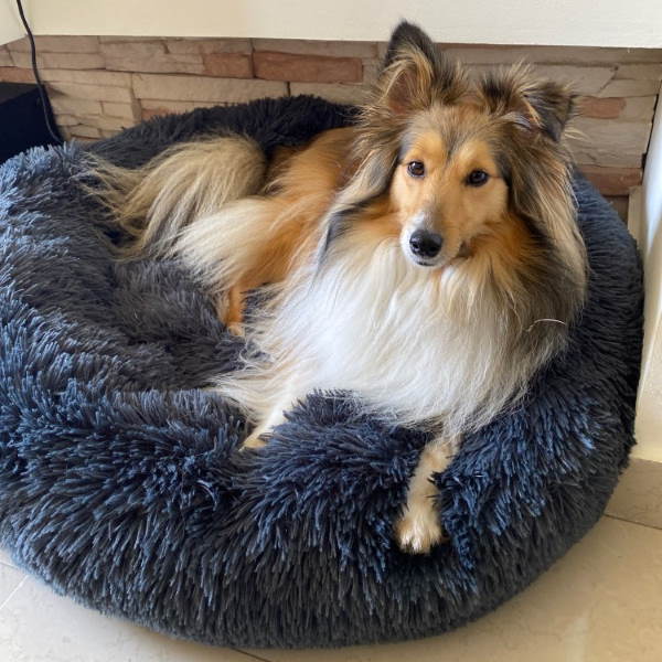 Cuscino confortevole per cane - letto lavabile per cani